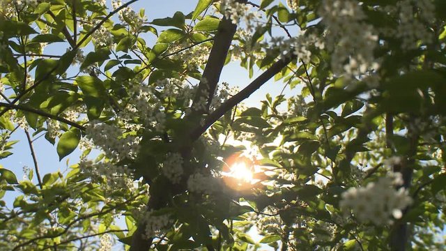 Camera pans left across Schubert cherry tree's canopy of leaves and white flowers. Sun is visible throughout. Close up with rack focus.