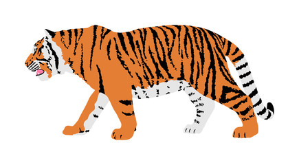 Fototapeta na wymiar Tiger vector illustration isolated on white background. Big wild cat. Siberian tiger (Amur tiger - Panthera tigris altaica) or Bengal tiger.