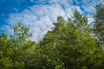 Pine forest over blue sky