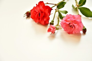 delicate rosettes