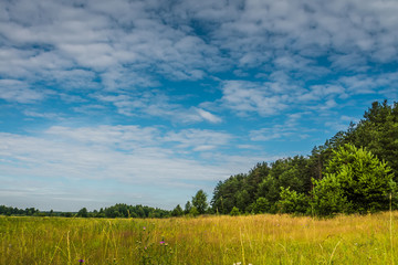 Obraz premium Pine forest over blue sky