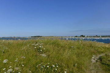 carotte sauvage, Daucus carota, Guissény, Finistère, 29, région Bretagne