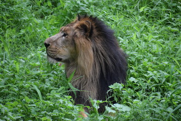 Relaxing Asiatic Lion 