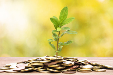 plant and coins, savings concept
