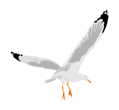 white seagull flying, black wingtips clip art preview