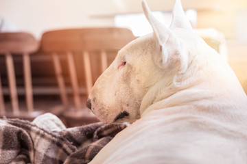 White dog, English Bull terrier profile portrait. Side view of the snout. Dog resting at home lying...