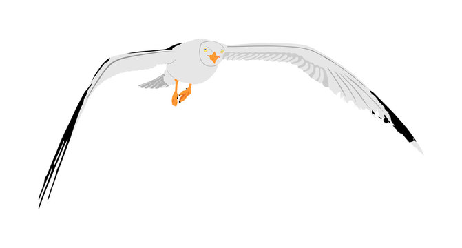 recommend clip art: Seagull fly on sky, isolated on white background vector illustration, sea or ocean bird with spread wings. Bird fly silhouette.
