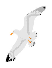 Naklejka premium Seagull fly on sky, isolated on white background vector illustration, sea or ocean bird with spread wings. Bird fly silhouette.