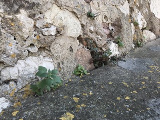 Plante urbaine sur rocher