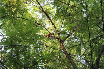 Squirrel 