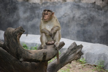 Indian monkey