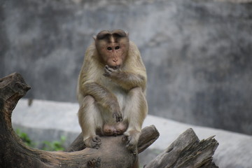Indian monkey