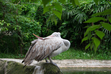 Obraz premium A Handicapped Platypus