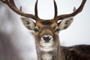 Naklejka premium Deer close-up