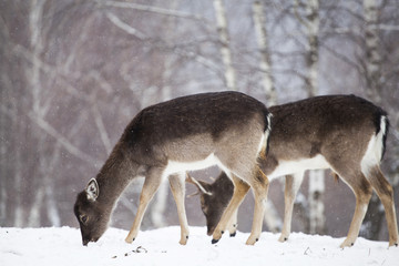 Deer in wintertime