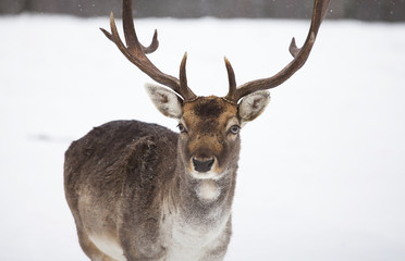 Deer in wintertime