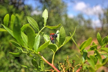 acasalamento de insetos