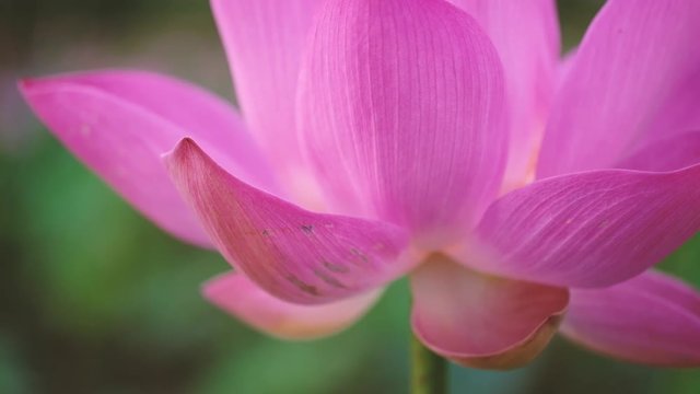 Fresh pink lotus flower. Royalty high-quality free stock footage of a beautiful pink lotus flower. The background is the pink lotus flowers and yellow lotus bud in a pond. Peace scene in a countryside