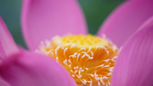 Fresh pink lotus flower. Royalty high-quality free stock footage of a beautiful pink lotus flower. The background is the pink lotus flowers and yellow lotus bud in a pond. Peace scene in a countryside