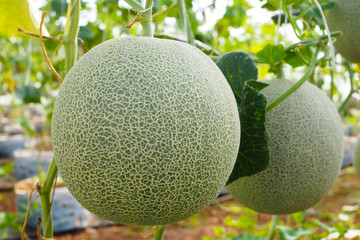 Japanese green cantaloupe. Fresh melon on tree in garden
