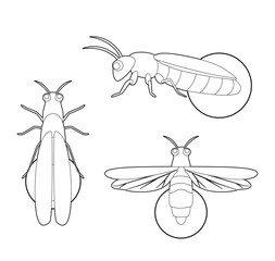 Insect Set Firefly Cartoon Vector Coloring Book