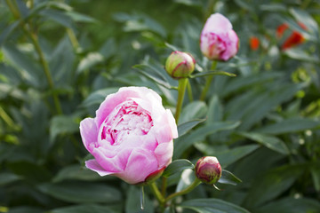 Big beautiful pink flower of garden peony