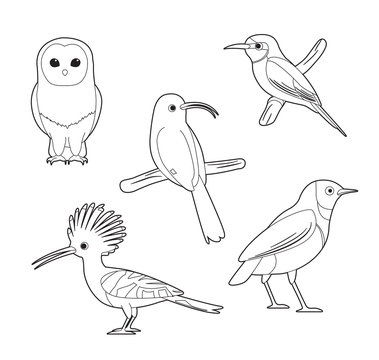 African Bird Coloring Book Owl Hoopoe Starling Bee-eater Cartoon Vector Set