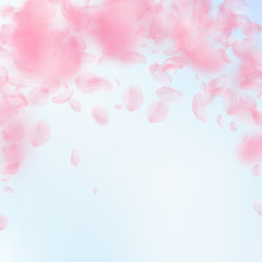 Sakura petals falling down. Romantic pink flowers falling rain. Flying petals on blue sky square bac