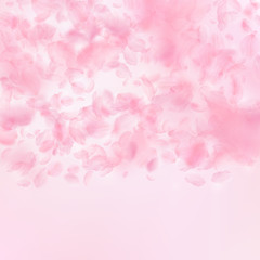 Obraz premium Sakura petals falling down. Romantic pink flowers gradient. Flying petals on pink square background.
