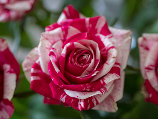 A singel rose
