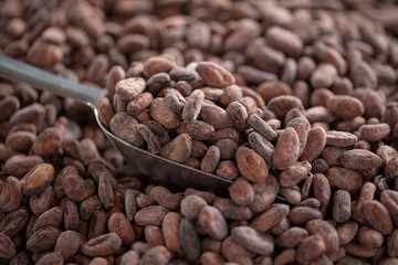Selection of completed cocoa seeds must be dried before into sacks