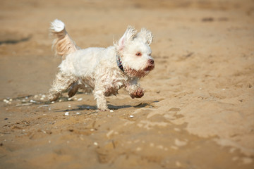 Naklejka na ściany i meble White havanese dog running on the beach