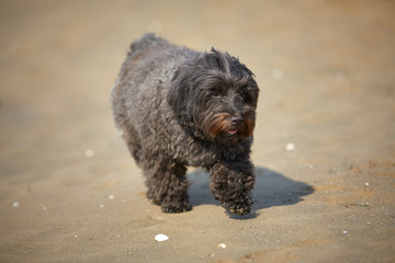Havanese dog waiting for friend on the beach in Bibione, Italy
