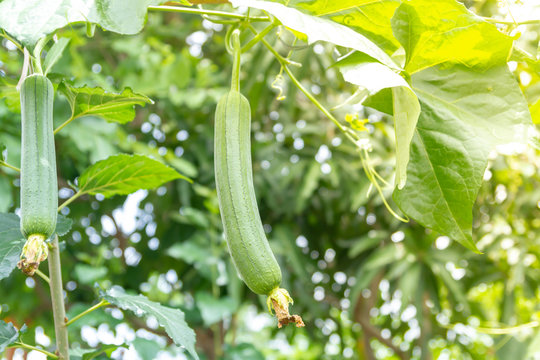 Luffa cylindrica Roem, vegetable in the garden