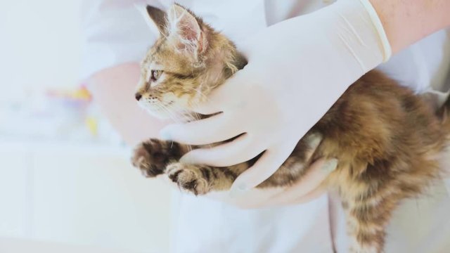 Vet examining a little cute kitten at veterinary clinic