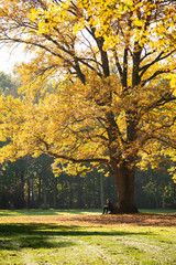 Fototapeta premium Bearded man sits under a beautiful tree in an autumn park