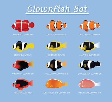 Clownfish Anemonefish Set Cartoon Vector Illustration