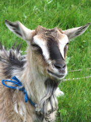 An adult goat with a beard grazes