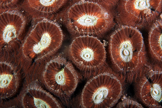 Hard Coral Texture, Close-up of a Hard Coral. Anilao, Philippines