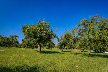 Streuobstwiese am Galgenberg in Nürtingen