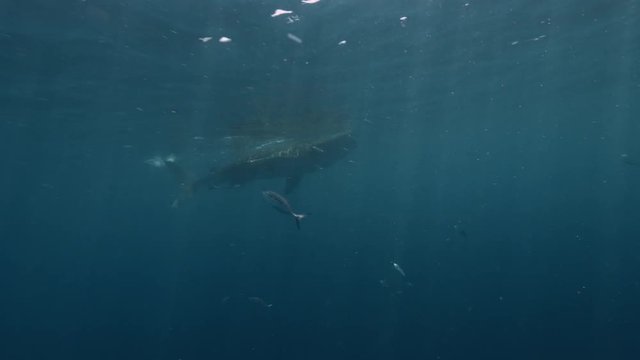 Whale Shark Underwater in Ocean water on blue background