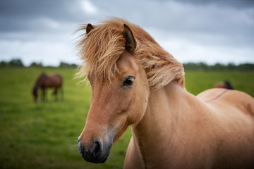 Icelandic Horses in summer ,Iceland.