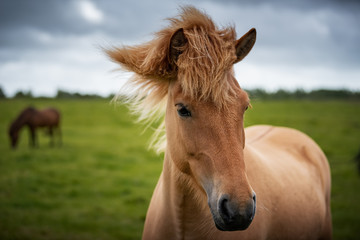 Fototapeta premium Icelandic Horses in summer ,Iceland.