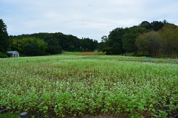 埼玉県滑川町の森林公園