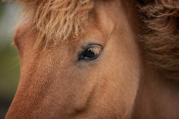 Icelandic Horses in summer ,Iceland.