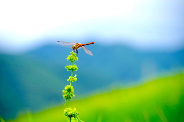 赤とんぼ © hamatti