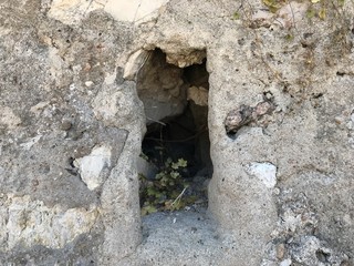 Quatrième lucarne avec plante locataire