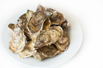 Fresh oysters. Raw fresh oysters on white round plate, image isolated, with soft focus. Restaurant delicacy. Saltwater oysters.