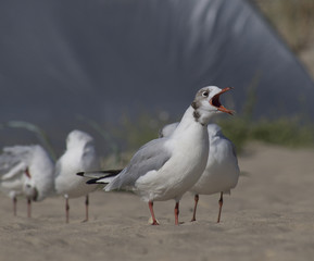 a sea gull with a red open beak and a flock of birds on a sandy beach