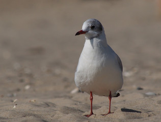 one seagull on a sandy beach